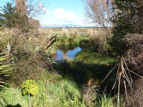 Travis wetland
